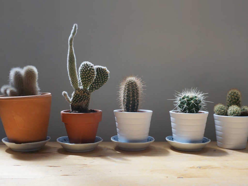 Important Gardening Tools You Must Have